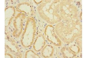 Immunohistochemistry of paraffin-embedded human kidney tissue using ABIN7152192 at dilution of 1:100