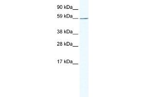WB Suggested Anti-KHDRBS1 Antibody Titration:  1. (KHDRBS1 抗体  (N-Term))