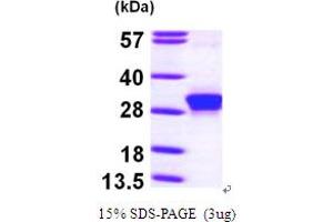 SDS-PAGE (SDS) image for rho Family GTPase 3 (RND3) (AA 1-241) protein (His tag) (ABIN667167) (RND3 Protein (AA 1-241) (His tag))
