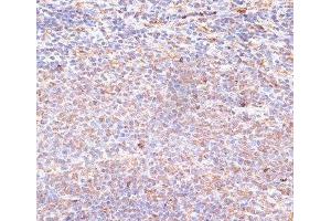 Immunohistochemistry of paraffin-embedded Rat spleen using NFE2L1 Polyclonal Antibody at dilution of 1:100 (40x lens). (NFE2L1 抗体)