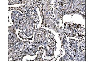 IHC analysis of Fos B/FOSB using anti-Fos B/FOSB antibody (ABIN7599279). (FOSB 抗体  (AA 1-332))
