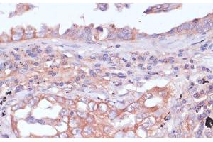 Immunohistochemistry (Paraffin-embedded Sections) (IHC (p)) image for anti-Ribosomal Protein L32 (RPL32) antibody (ABIN7256518)