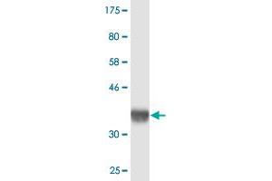 Western Blot detection against Immunogen (36. (SETDB2 抗体  (AA 451-550))