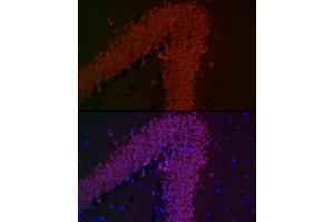 Immunofluorescence analysis of mouse brain cells using NeuN Rabbit mAb (ABIN7270098) at dilution of 1:100 (40x lens). (NeuN 抗体)