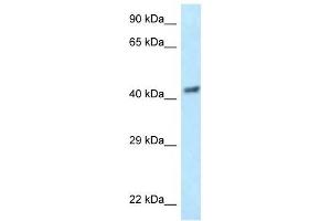 Western Blot showing EIF3F antibody used at a concentration of 1 ug/ml against Hela Cell Lysate (EIF3F 抗体  (N-Term))