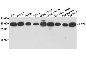 Western blot analysis of extracts of various cell lines, using IL17A antibody. (Interleukin 17a 抗体  (AA 24-155))