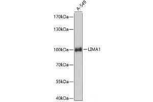 Western blot analysis of extracts of A-549 cells using LIMA1 Polyclonal Antibody at dilution of 1:3000. (LIMA1 抗体)