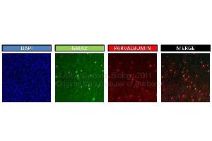 Immunohistochemistry (IHC) image for anti-Glutamate Receptor, Ionotropic, AMPA 2 (GRIA2) (N-Term) antibody (ABIN2792269)