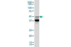 FOXA2 monoclonal antibody (M09), clone 4C5 Western Blot analysis of FOXA2 expression in HepG2 . (FOXA2 抗体  (AA 363-457))