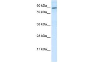 Western Blotting (WB) image for anti-Transcription Factor 4 (TCF4) antibody (ABIN2463810) (TCF4 抗体)