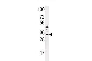 Western blot analysis of anti-IGFBP3 Antibody (N-term) (ABIN391974 and ABIN2841768) in HepG2 cell line lysates (35 μg/lane). (IGFBP3 抗体  (N-Term))