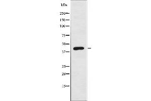 Western blot analysis of extracts from 293 cells, using EKI2 antibody. (Ethanolamine Kinase 2 抗体  (Internal Region))