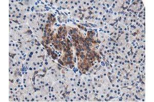 Image no. 4 for anti-Leucine Carboxyl Methyltransferase 1 (LCMT1) antibody (ABIN1499107) (LCMT1 抗体)