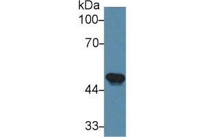 Western Blotting (WB) image for anti-Granulin (GRN) (AA 31-269) antibody (ABIN7440863)