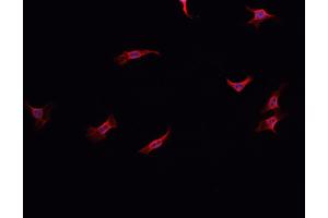 ABIN6278598 staining HepG2? (NOX1 抗体  (C-Term))