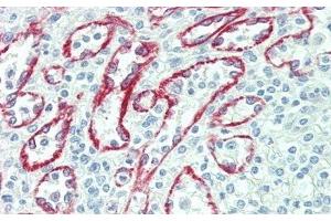 Detection of NEU in Human Spleen Tissue using Polyclonal Antibody to Neuraminidase (NEU) (NEU1 抗体  (AA 47-415))