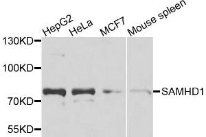Western blot analysis of extracts of various cell lines, using SAMHD1 antibody. (SAMHD1 抗体)