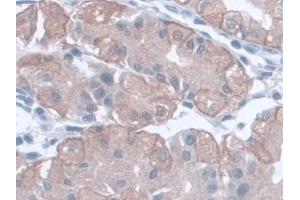 Immunohistochemistry (IHC) image for anti-Glutamic-Oxaloacetic Transaminase 1, Soluble (Aspartate Aminotransferase 1) (GOT1) (AA 1-413) antibody (ABIN7426220)