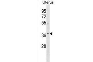 OR5W2 Antibody (C-term) (ABIN1881607 and ABIN2838752) western blot analysis in human Uterus tissue lysates (35 μg/lane). (OR5W2 抗体  (C-Term))