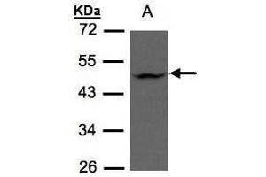 WB Image Sample(30 μg of whole cell lysate) A:HeLa S3 , 10% SDS PAGE antibody diluted at 1:500 (ZDHHC13 抗体  (C-Term))