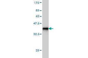 Western Blot detection against Immunogen (36. (INPPL1 抗体  (AA 1159-1258))