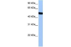 SPATA6 antibody used at 1 ug/ml to detect target protein. (SPATA6 抗体  (Middle Region))