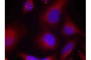 Immunofluorescence staining of methanol-fixed Hela cells using MARCKS(Phospho-Ser158) Antibody.