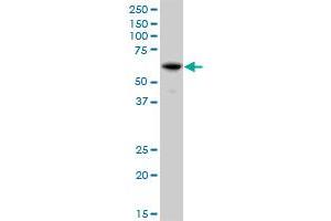 IFIT3 MaxPab polyclonal antibody. (IFIT3 抗体  (AA 1-490))