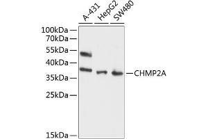 Western blot analysis of extracts of various cell lines, using CHMP2A antibody (ABIN6131292, ABIN6138543, ABIN6138544 and ABIN6214616) at 1:1000 dilution.