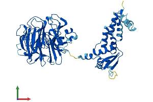 AlphaFold protein structure predicition of Human Recombinant RCBTB1 Protein, UniprotID Q8NDN9 (RCBTB1 Protein (AA 1-531) (His tag))