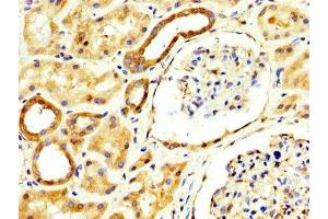 IHC image of ABIN7167891 diluted at 1:300 and staining in paraffin-embedded human kidney tissue performed on a Leica BondTM system. (RECK 抗体  (AA 23-212))