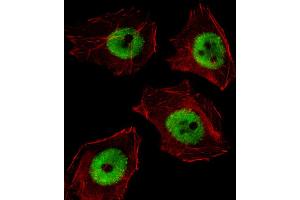 Fluorescent image of A549 cell stained with UBP1 Antibody . (UBP1 抗体  (AA 266-295))