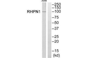 Western blot analysis of extracts from A549 cells, using RHPN1 antibody. (RHPN1 抗体  (Internal Region))