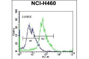 GGH Antibody (C-term) (ABIN655984 and ABIN2845368) flow cytometric analysis of NCI- cells (right histogram) compared to a negative control cell (left histogram). (GGH 抗体  (C-Term))