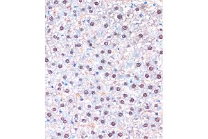 Immunohistochemistry of paraffin-embedded Rat liver using UB Rabbit pAb (ABIN7271188) at dilution of 1:100 (40x lens). (UBA5 抗体  (AA 1-404))