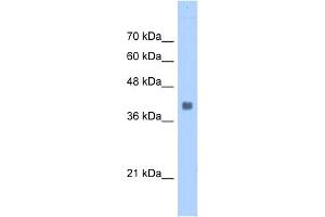 WB Suggested Anti-ALDOA Antibody Titration:  0. (ALDOA 抗体  (N-Term))