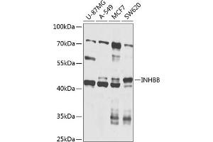 Western blot analysis of extracts of various cell lines, using INHBB antibody (ABIN6129033, ABIN6142461, ABIN6142462 and ABIN6224649) at 1:1000 dilution. (INHBB 抗体  (AA 293-407))