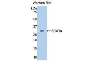 Western Blotting (WB) image for anti-Sema Domain, Seven Thrombospondin Repeats (Type 1 and Type 1-Like), Transmembrane Domain (TM) and Short Cytoplasmic Domain, (Semaphorin) 5B (SEMA5B) (AA 350-602) antibody (ABIN1860526) (SEMA5B 抗体  (AA 350-602))