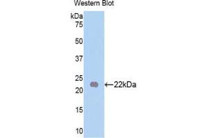 Western blot analysis of the recombinant protein. (FGF13 抗体  (AA 63-245))