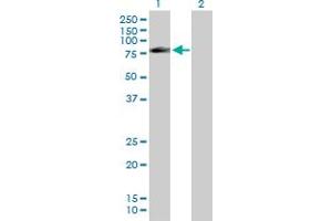 Western Blot analysis of FAF1 expression in transfected 293T cell line by FAF1 MaxPab polyclonal antibody. (FAF1 抗体  (AA 1-650))