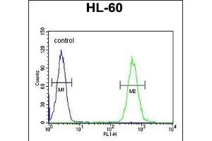 BTNL3 Antibody (C-term) (ABIN654857 and ABIN2844519) flow cytometric analysis of HL-60 cells (right histogram) compared to a negative control cell (left histogram). (BTNL3 抗体  (C-Term))