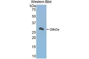 Western Blotting (WB) image for anti-alpha-1-B Glycoprotein (A1BG) (AA 220-415) antibody (ABIN1857838) (A1BG 抗体  (AA 220-415))