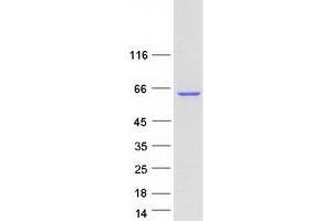 Western Blotting (WB) image for Growth Factor Receptor-Bound Protein 10 (GRB10) (Transcript Variant 3) protein (Myc-DYKDDDDK Tag) (ABIN2722226)