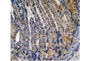 IHC-P analysis of Mouse Stomach Tissue, with DAB staining. (Somatostatin 抗体  (AA 27-116))