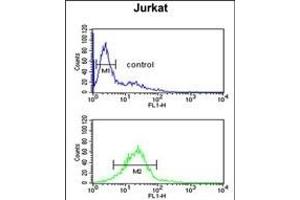 LIMD2 Antibody (N-term) (ABIN651242 and ABIN2840151) flow cytometric analysis of Jurkat cells (bottom histogram) compared to a negative control cell (top histogram). (LIMD2 抗体  (N-Term))