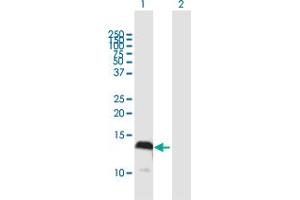 Western Blot analysis of S100A4 expression in transfected 293T cell line by S100A4 MaxPab polyclonal antibody. (s100a4 抗体  (AA 1-101))