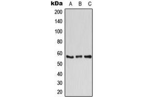 Western blot analysis of ATP6V1B1 expression in K562 (A), Raw264.