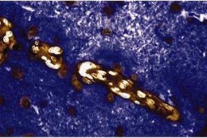 Immunohistochemical staining of a rabbit brain section.