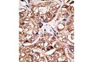 Image no. 1 for anti-Neuronal Differentiation 1 (NEUROD1) (N-Term) antibody (ABIN2853626) (NEUROD1 抗体  (N-Term))