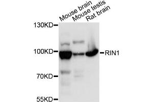 Western blot analysis of extracts of various cell lines, using RIN1 antibody (ABIN6290904) at 1:3000 dilution. (RIN1 抗体)